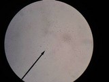 Mycena praedecurrens image