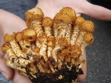 Pholiota squarrosoides image