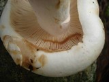 Russula compacta image