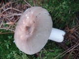 Russula heterophylla image