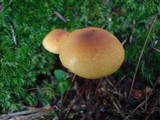 Tricholomopsis rutilans image