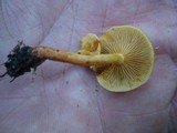 Tricholomopsis rutilans image