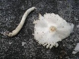 Leucocoprinus cepistipes image