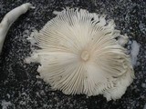 Leucocoprinus cepistipes image