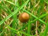 Psilocybe semilanceata image