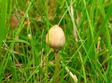 Psilocybe semilanceata image