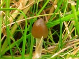 Psilocybe semilanceata image