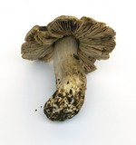 Tricholoma atroviolaceum image