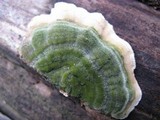 Cerrena unicolor image