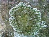 Physconia leucoleiptes image