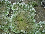 Physconia leucoleiptes image