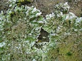Physconia leucoleiptes image