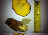 Boletochaete bicolor image
