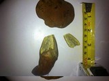 Boletochaete bicolor image