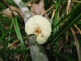Polyporus alveolaris image
