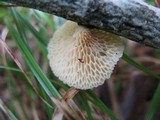 Polyporus alveolaris image