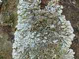 Physcia aipolia image