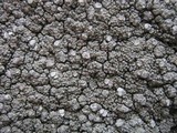 Pertusaria melanochlora image