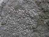 Pertusaria melanochlora image
