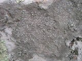 Pertusaria melanochlora image