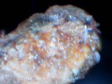 Pertusaria melanochlora image