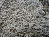 Pertusaria lactea image