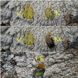 Pertusaria lactea image