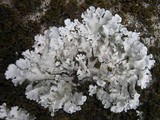 Parmotrema tinctorum image