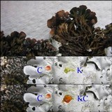 Parmotrema tinctorum image