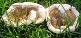 Ganoderma sessile image