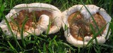 Ganoderma sessile image