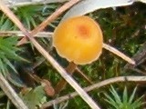 Rickenella fibula image