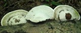 Trametes gibbosa image