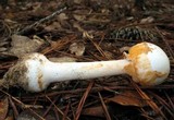 Amanita roseitincta image