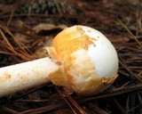 Amanita roseitincta image