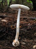 Amanita roseitincta image