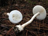 Amanita roseitincta image