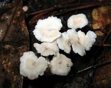 Marasmiellus praeacutus image