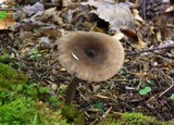 Lactarius lignyotus var. nigroviolascens image