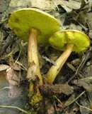 Aureoboletus innixus image
