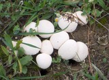 Lycoperdon marginatum image