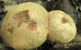 Aureoboletus innixus image