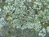 Physcia stellaris image