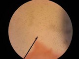 Pholiota squarrosoides image