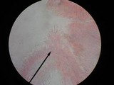 Pholiota squarrosoides image