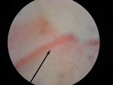 Pholiota squarrosoides image