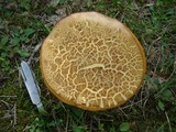 Baorangia bicolor image