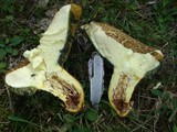 Baorangia bicolor image