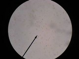 Baorangia bicolor image