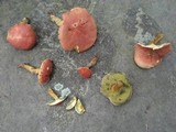 Hortiboletus campestris image